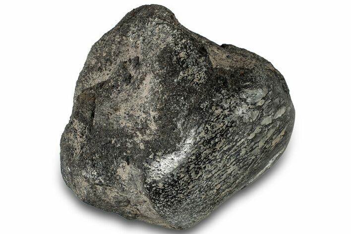 Polished Fossil Dinosaur Bone (Gembone) Section - Wyoming #309409